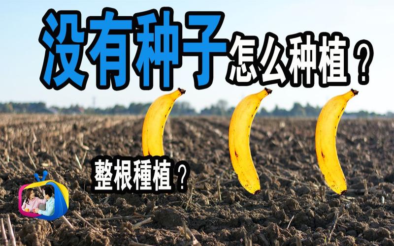 香蕉怎么种出来的图解视频
