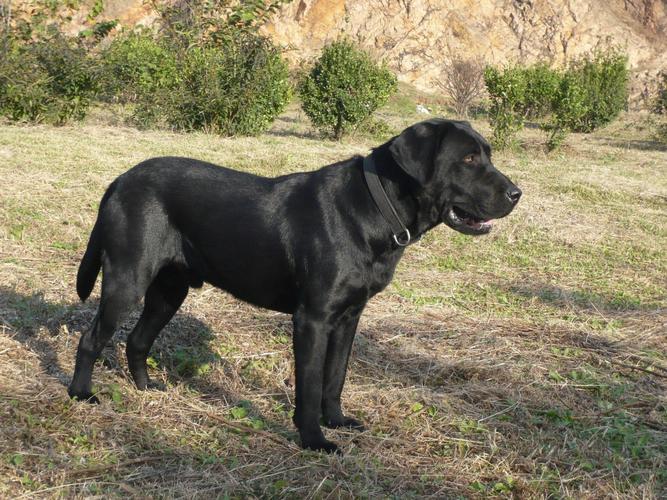 黑色大型犬有哪些品种