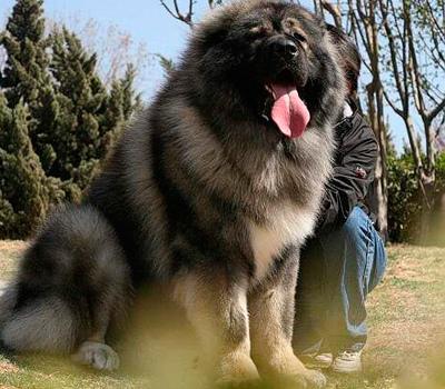 900斤高加索犬