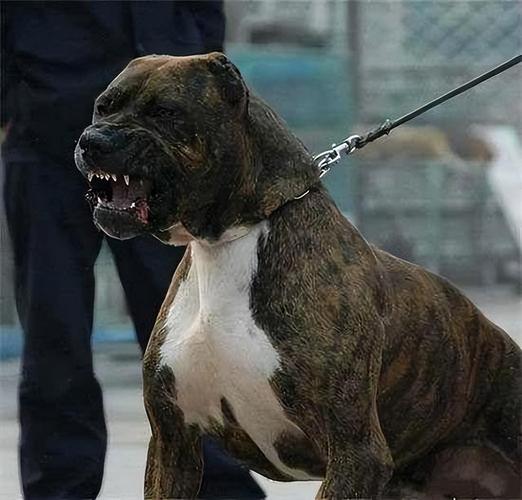 世界上最凶猛的狗的相关图片