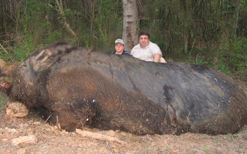世界上最大的野猪的相关图片