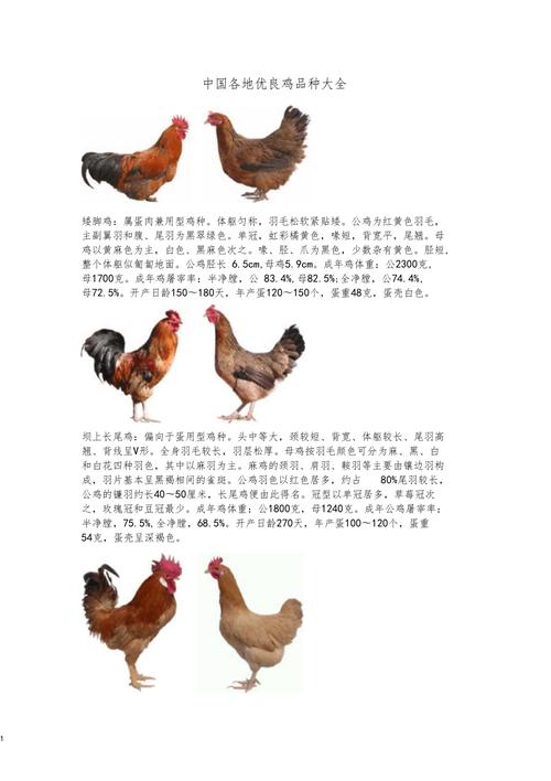 中国十大名鸡品种的相关图片