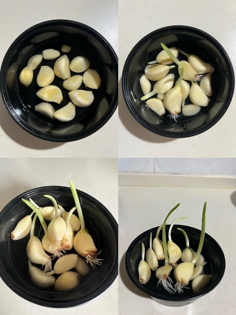 如何水培大蒜的相关图片