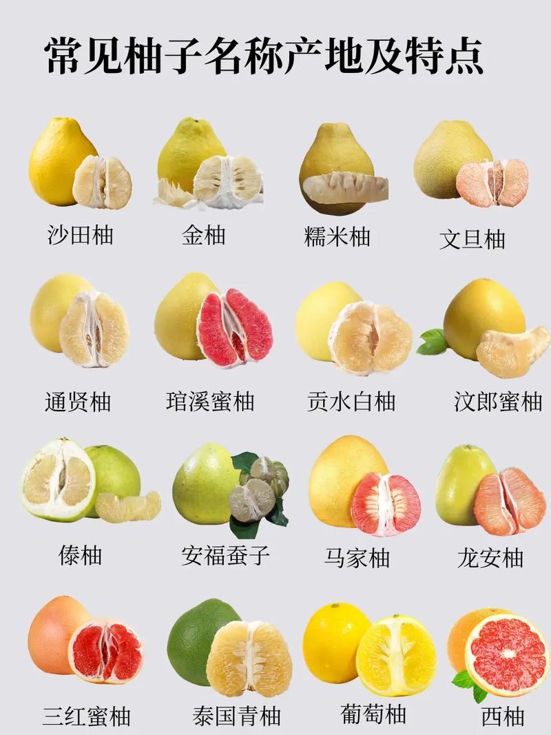 柚子的品种的相关图片