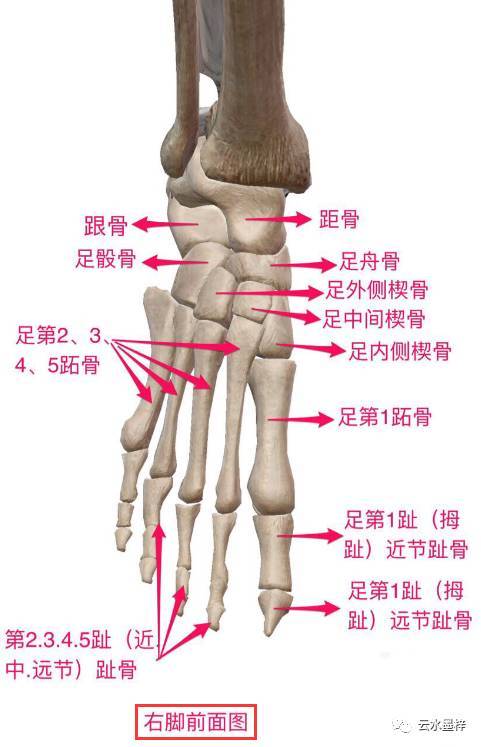 腿部骨头结构图的相关图片
