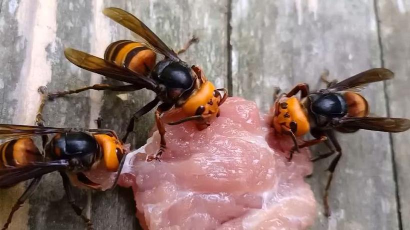 蜜蜂吃什么食物的相关图片