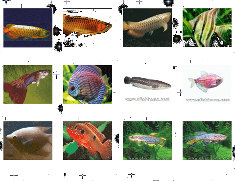 观赏鱼种类的相关图片